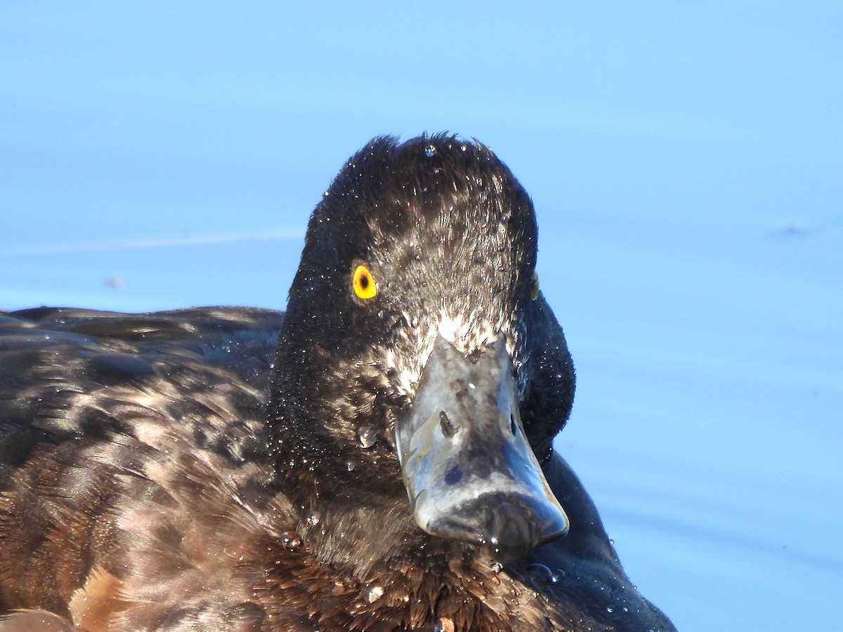 Tufted Duck - ML646687327