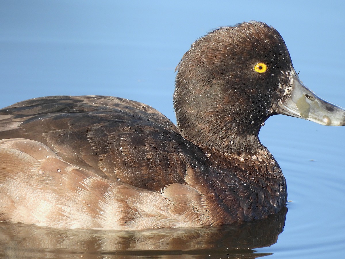 Tufted Duck - ML646687328