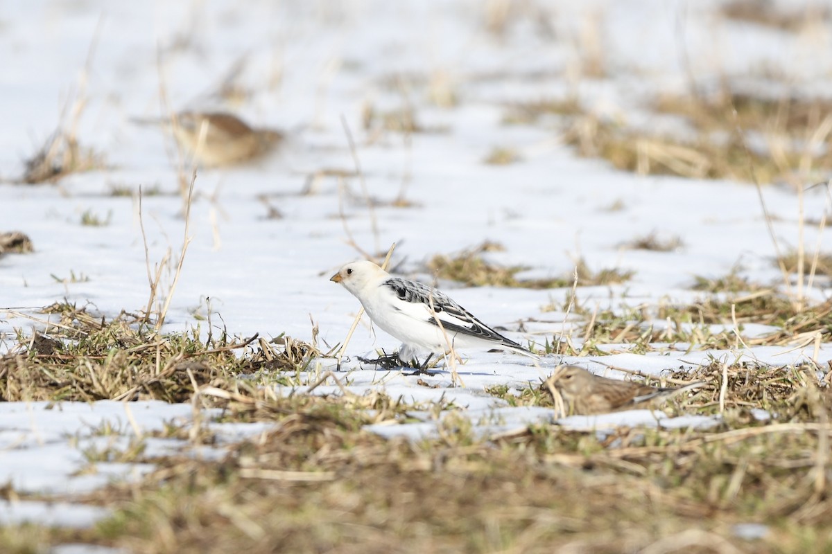 Snow Bunting - ML646687333