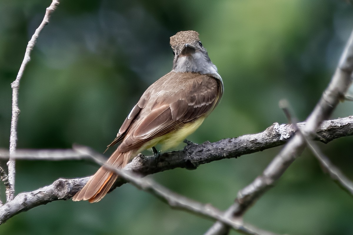 lundtyrann - ML646687334