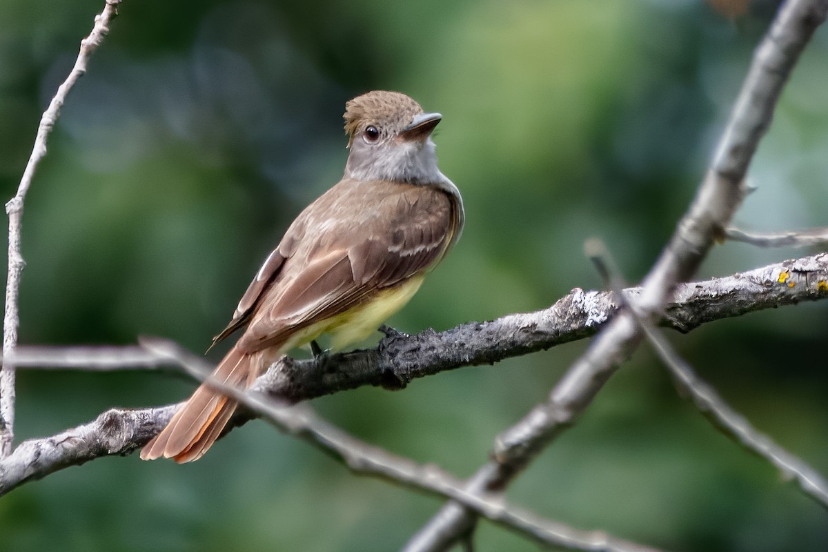 lundtyrann - ML646687335