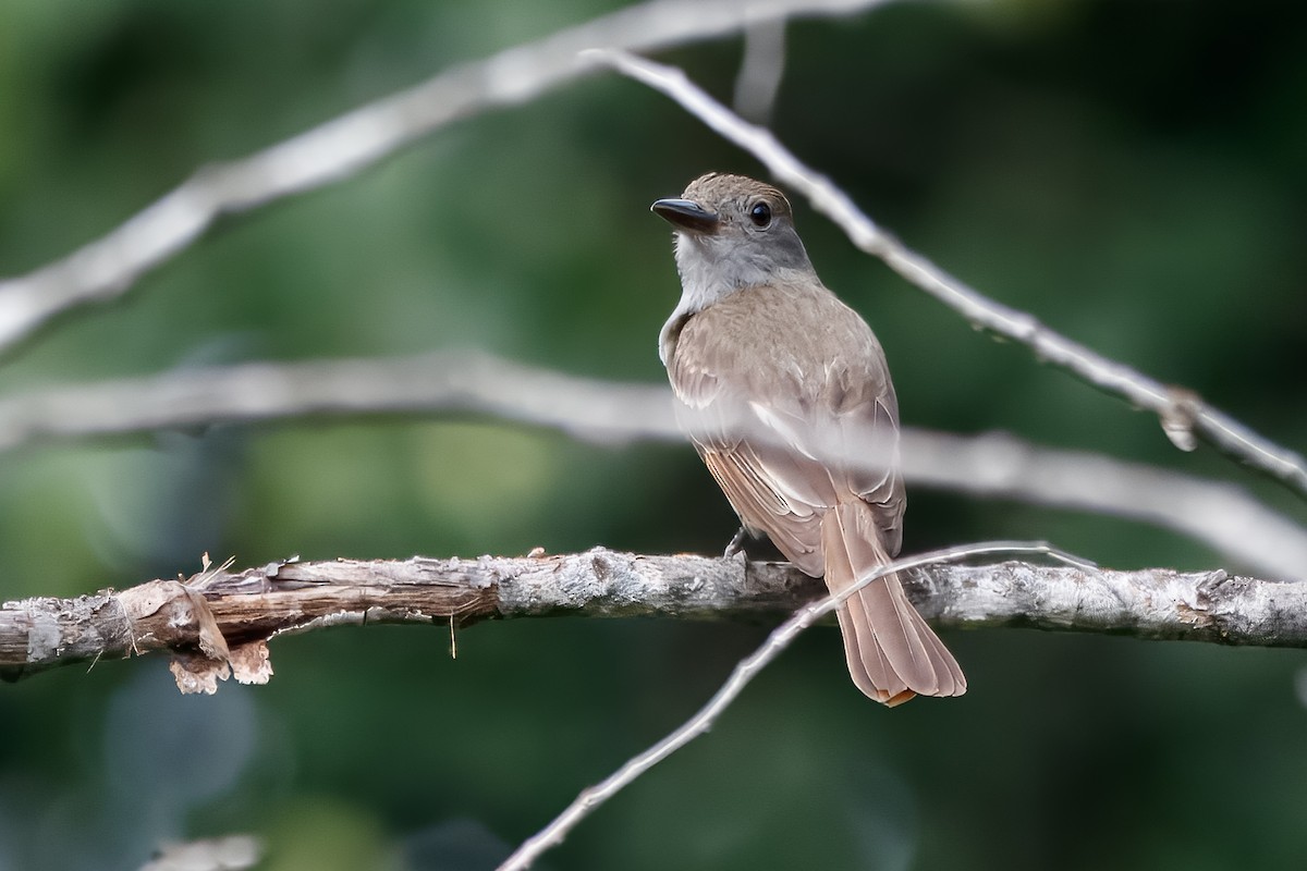 lundtyrann - ML646687336