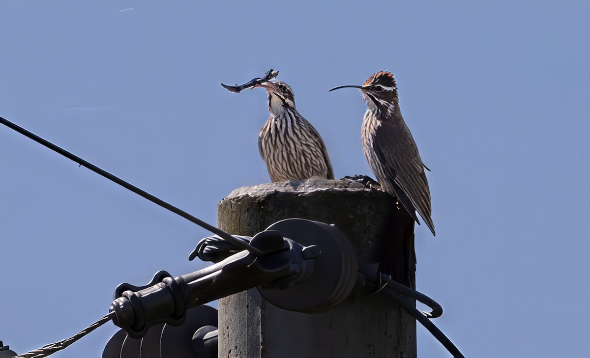 Саблеклювый древолаз - ML646687337