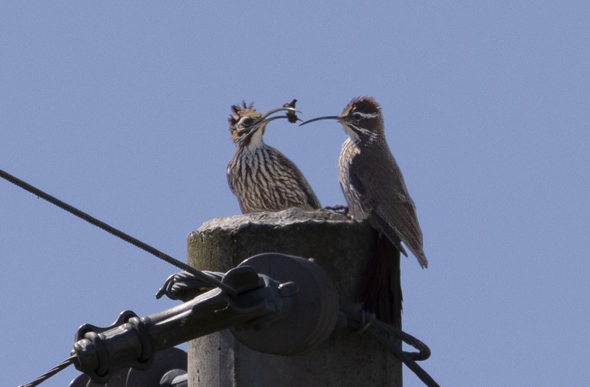 Саблеклювый древолаз - ML646687338