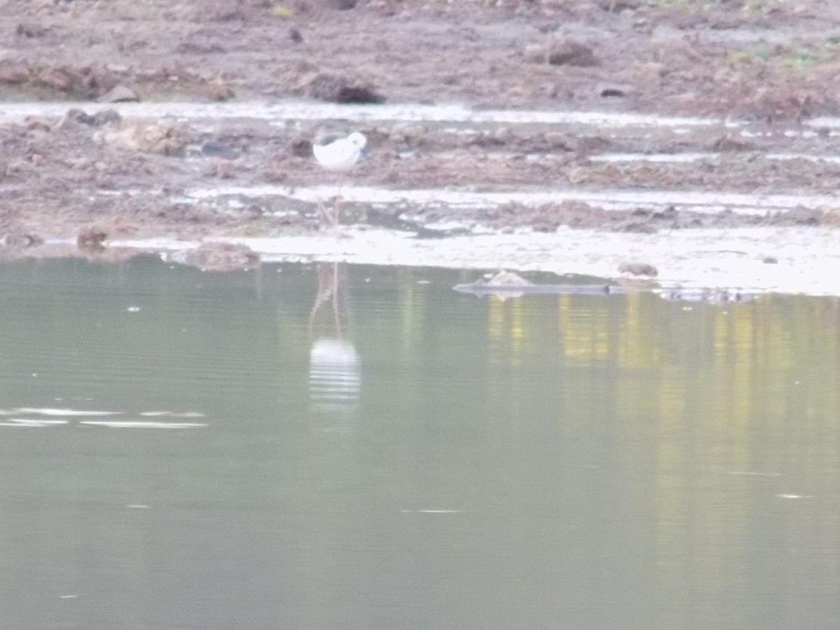 Cavaliere d'Italia - ML646687342