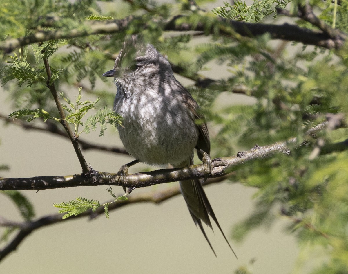 Хохлатая колючехвостка - ML646687343