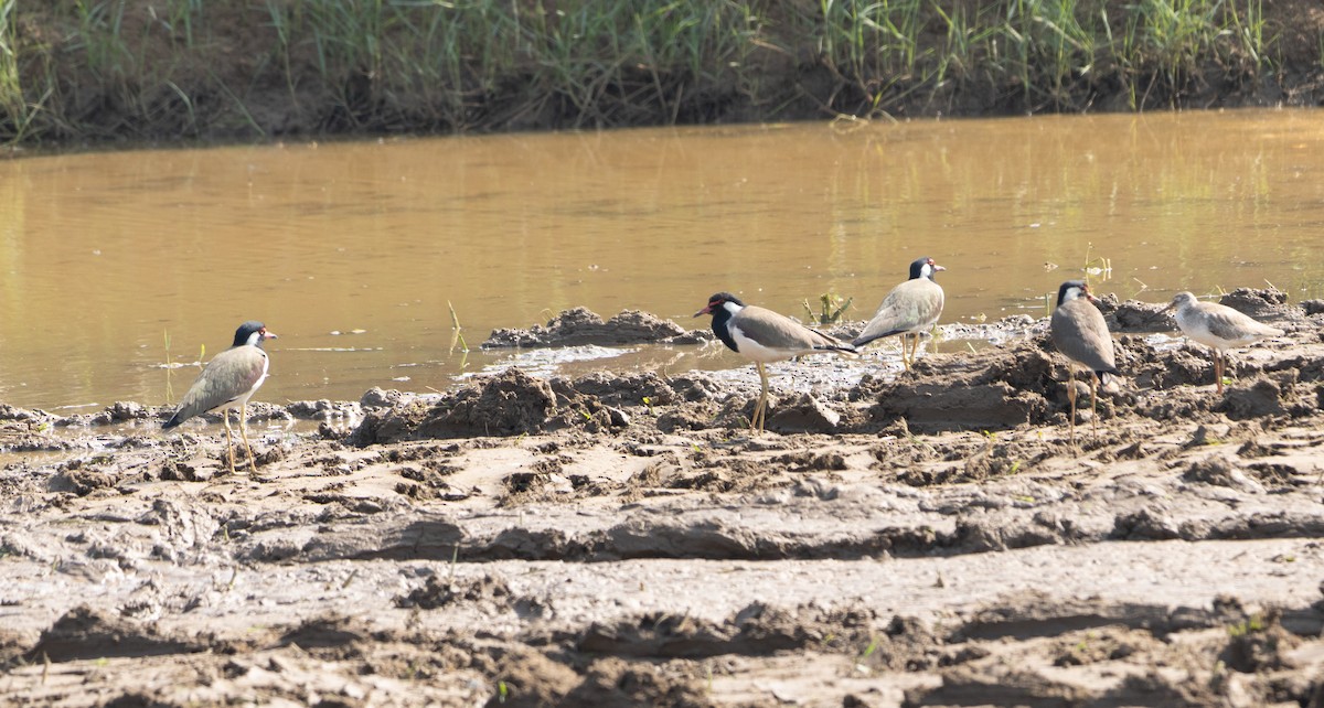 Red-wattled Lapwing - ML646687344