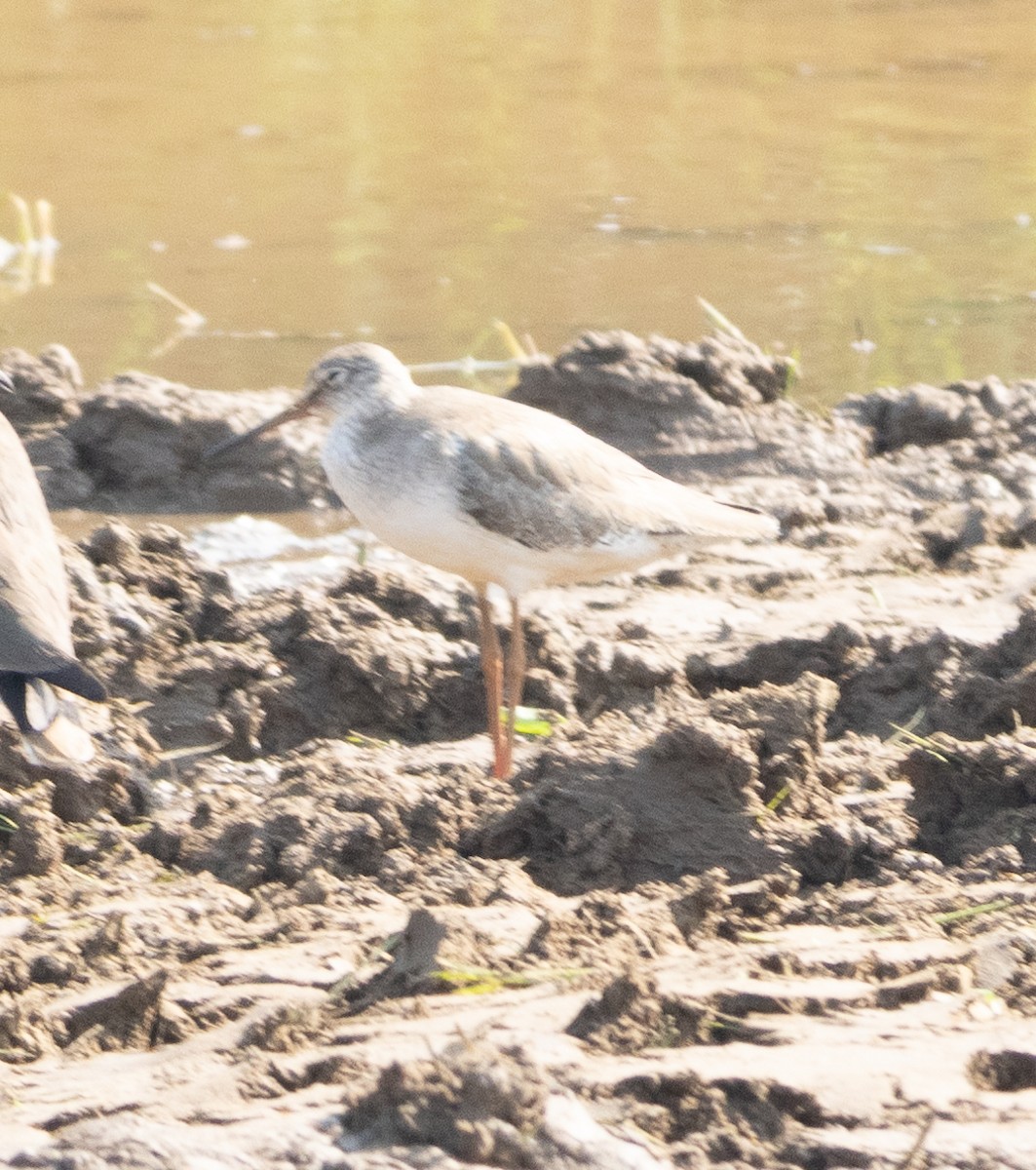 Spotted Redshank - ML646687346