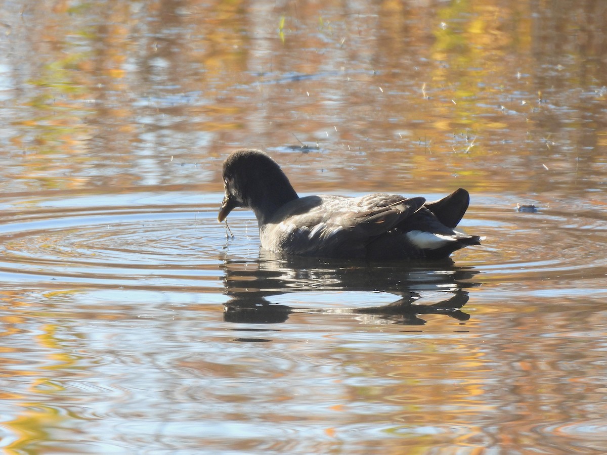 Eurasian Moorhen - ML646687348