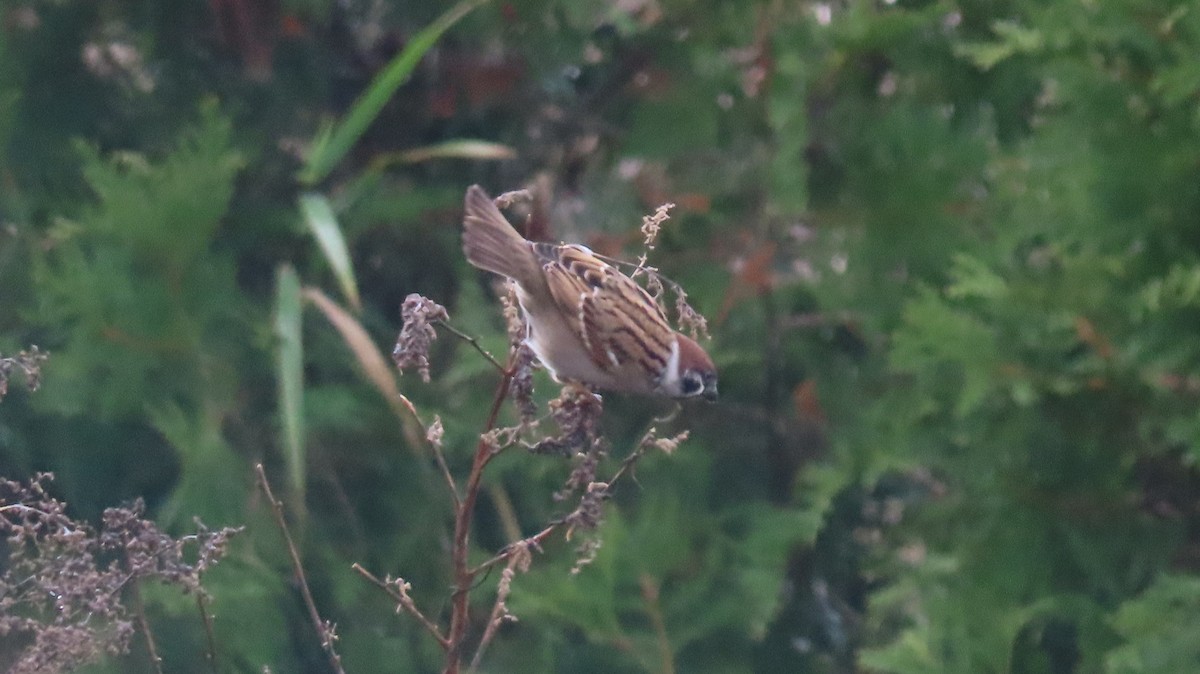 Feldsperling - ML646687349