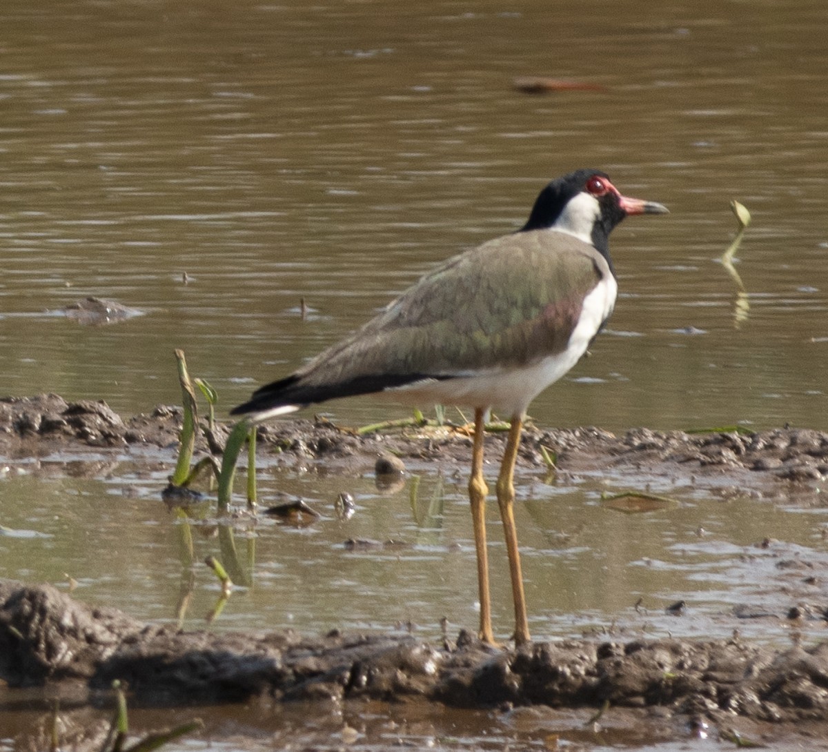 Red-wattled Lapwing - ML646687359