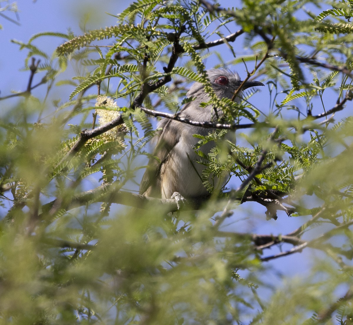 Пепельная пиайя - ML646687370