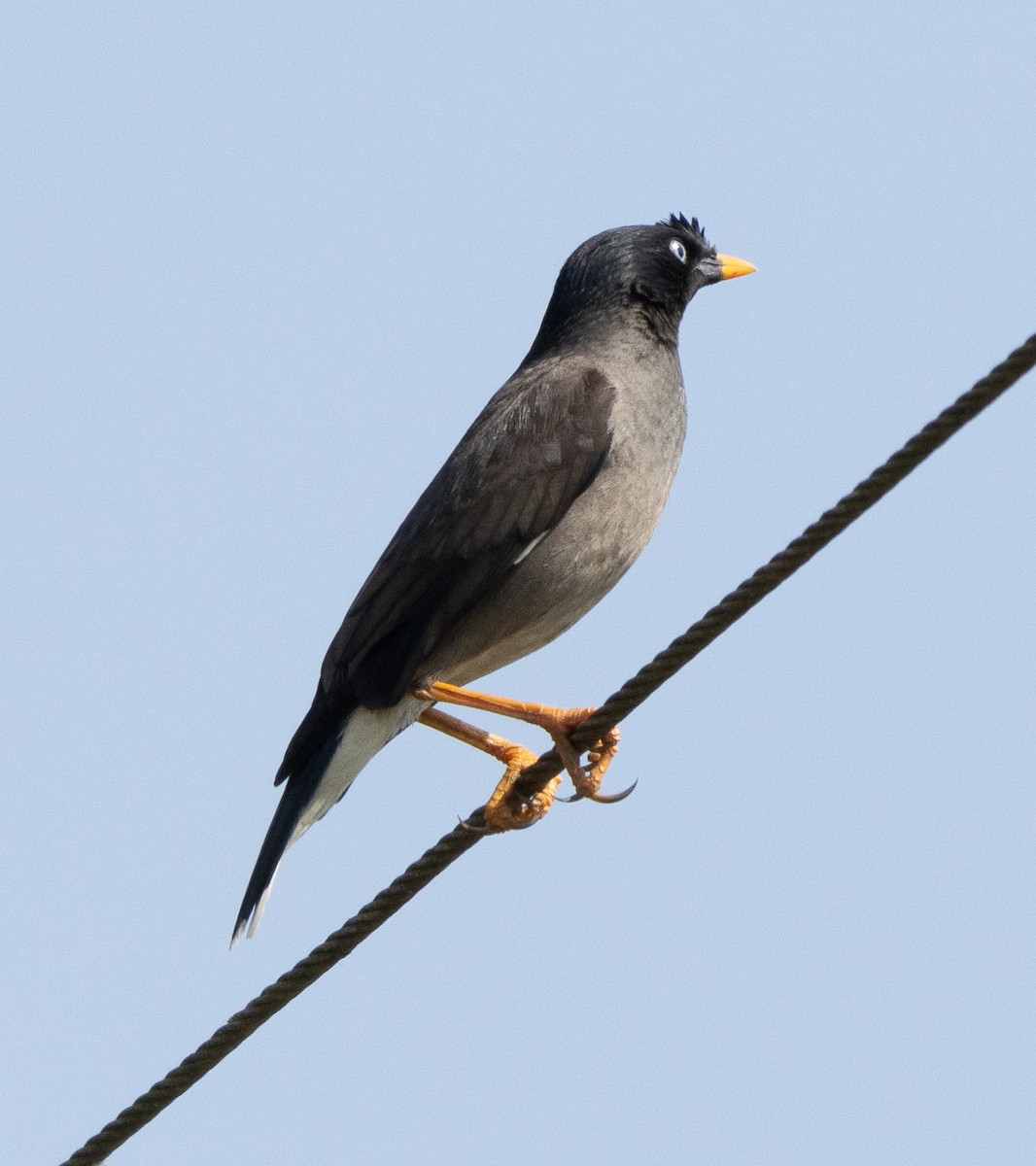 Jungle Myna - ML646687372