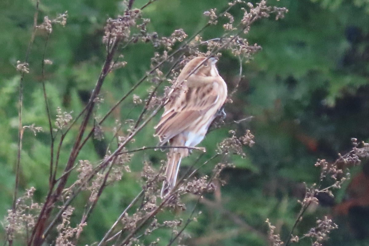 Rohrammer - ML646687373