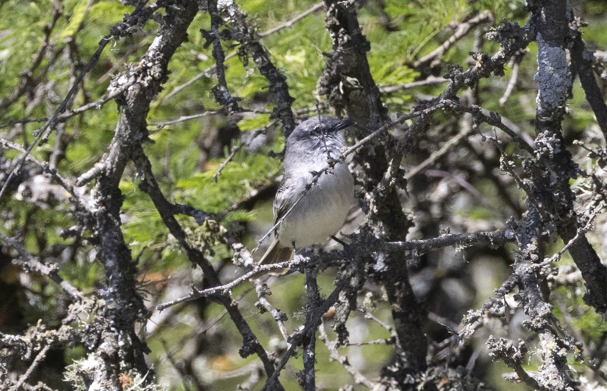 Суирири - ML646687374