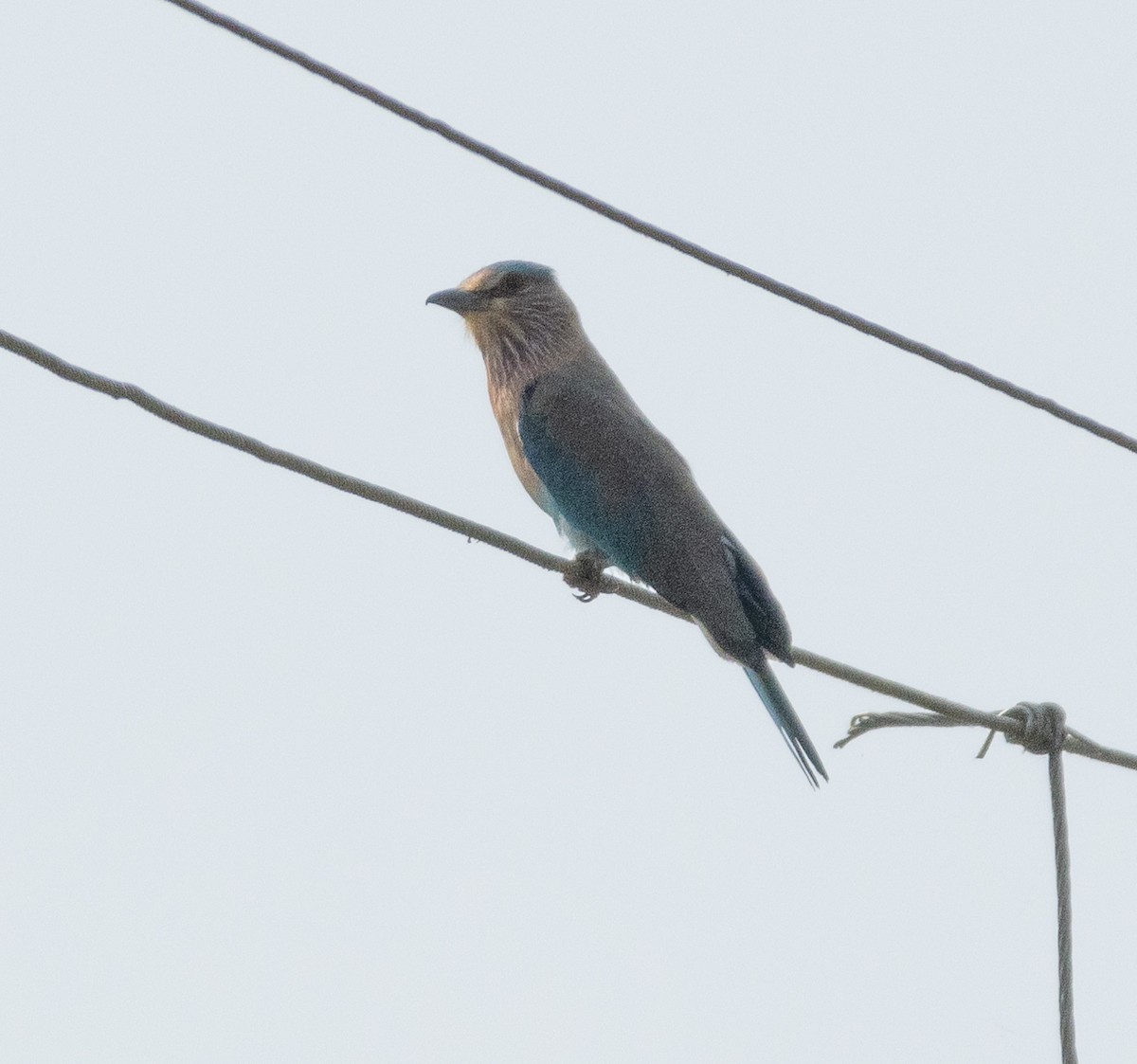 Indian Roller - ML646687375