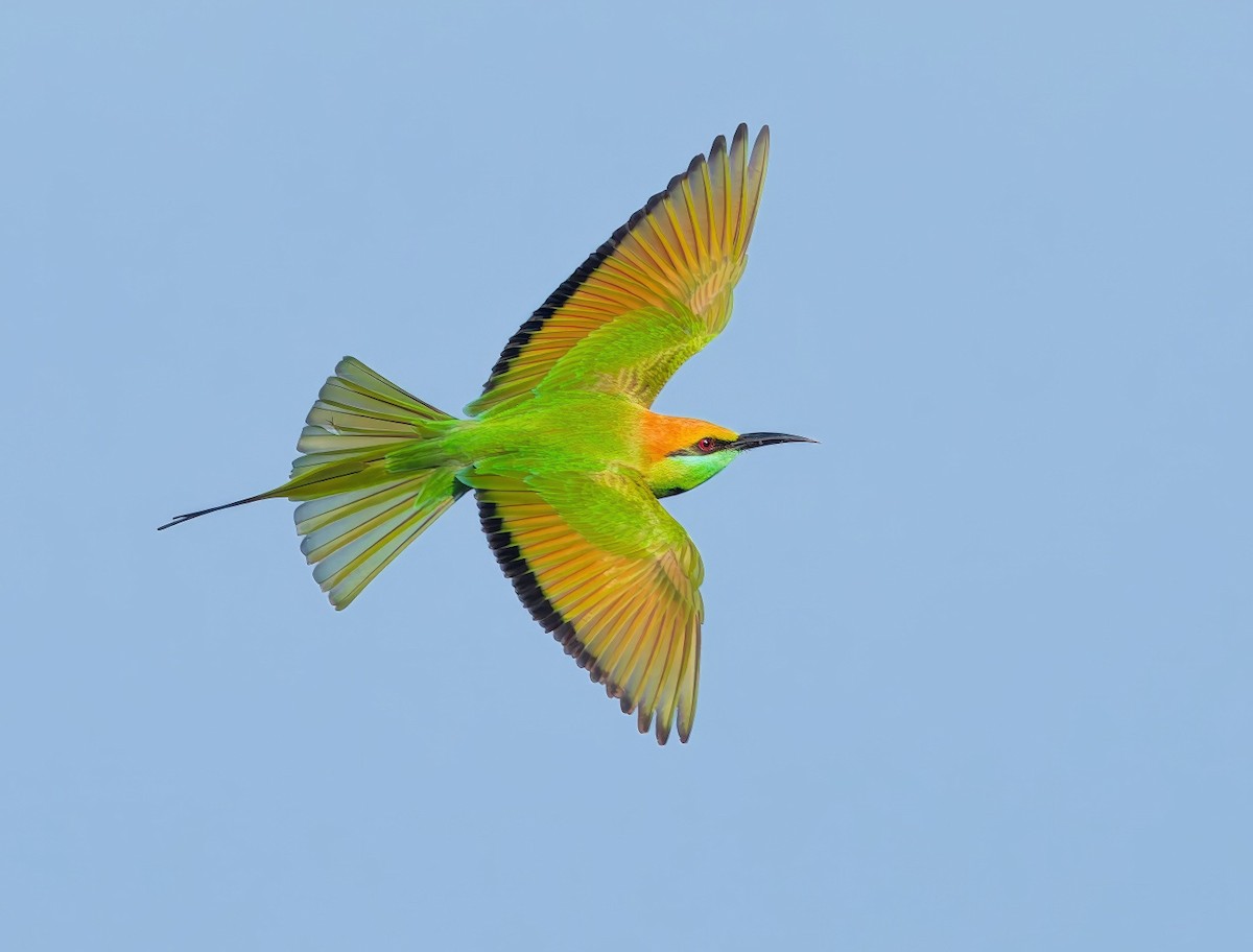 Asian Green Bee-eater - ML646687377