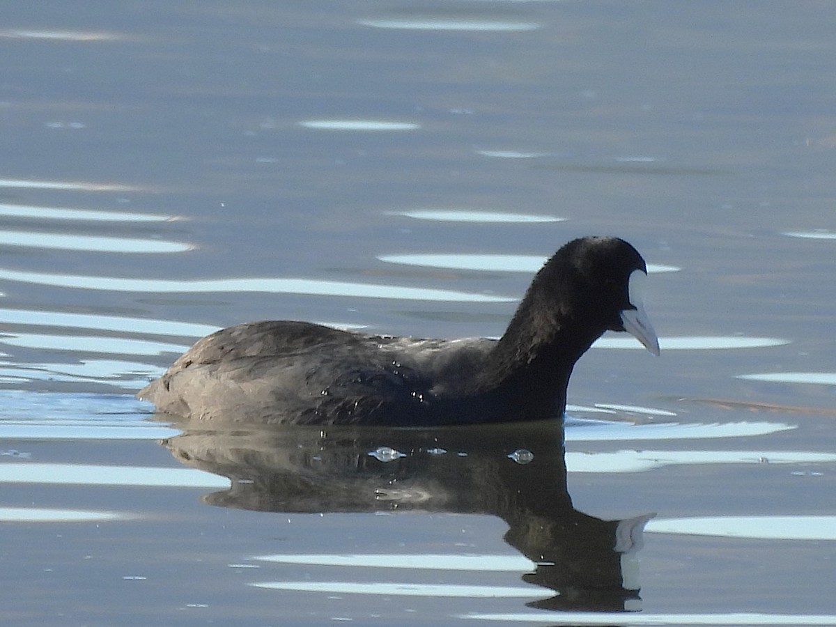 Eurasian Coot - ML646687378