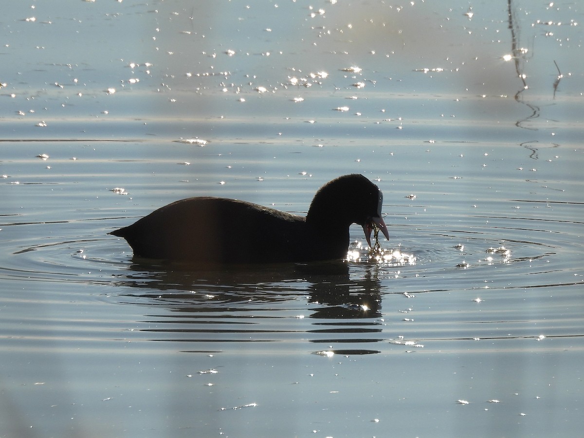 Eurasian Coot - ML646687379
