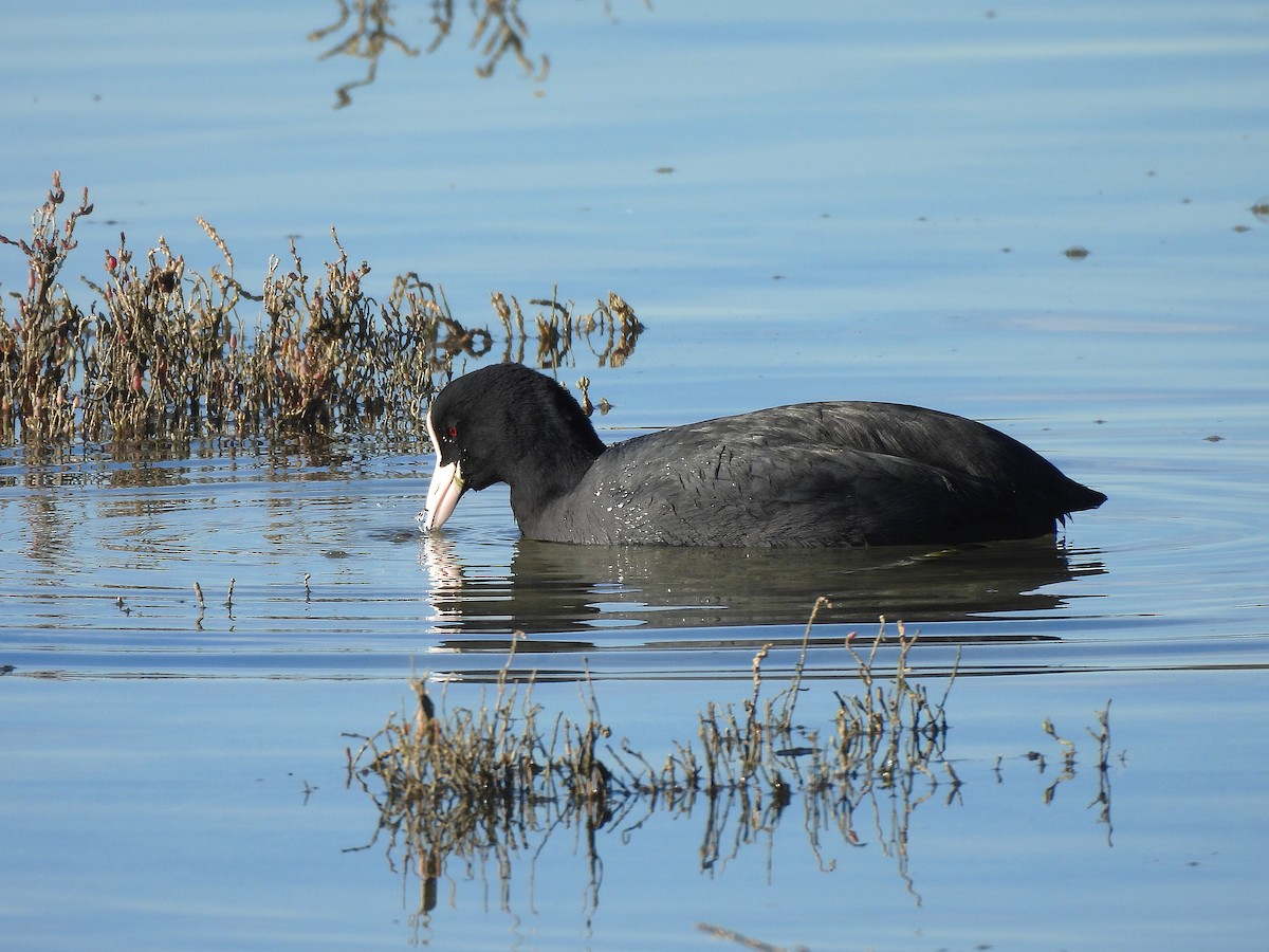 Eurasian Coot - ML646687380