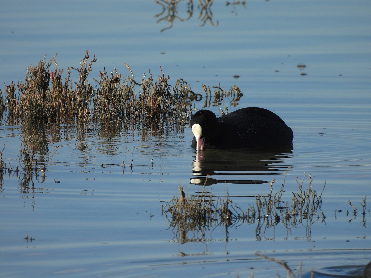 Eurasian Coot - ML646687381