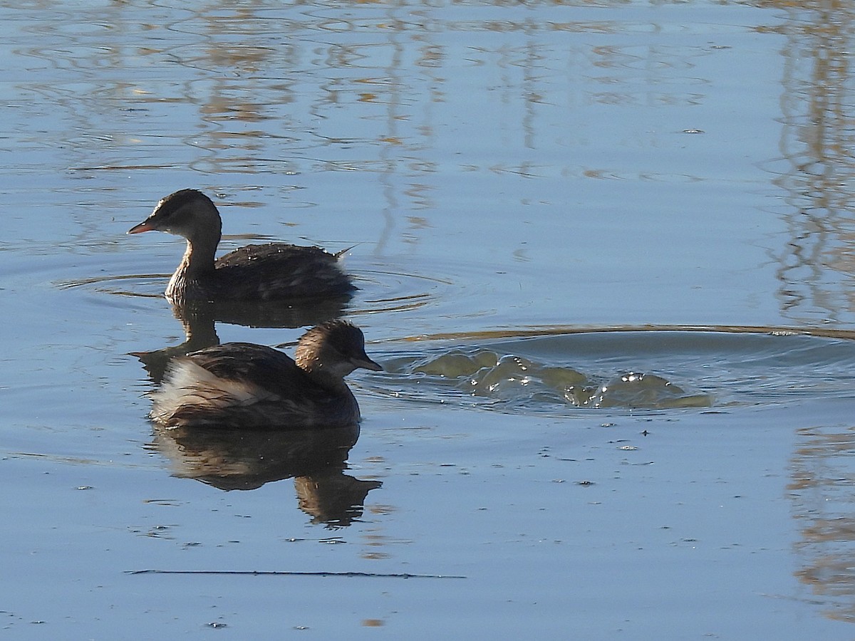 Küçük Batağan - ML646687386