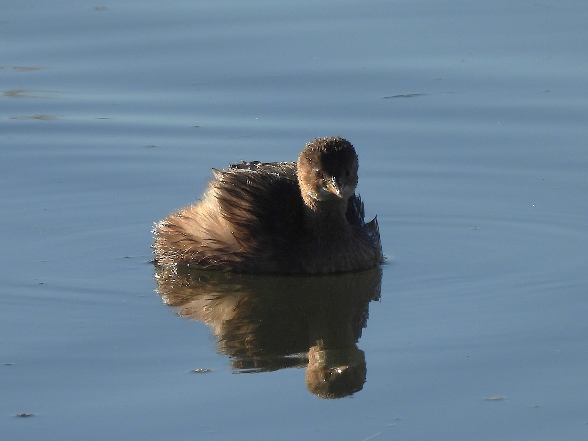 Küçük Batağan - ML646687387