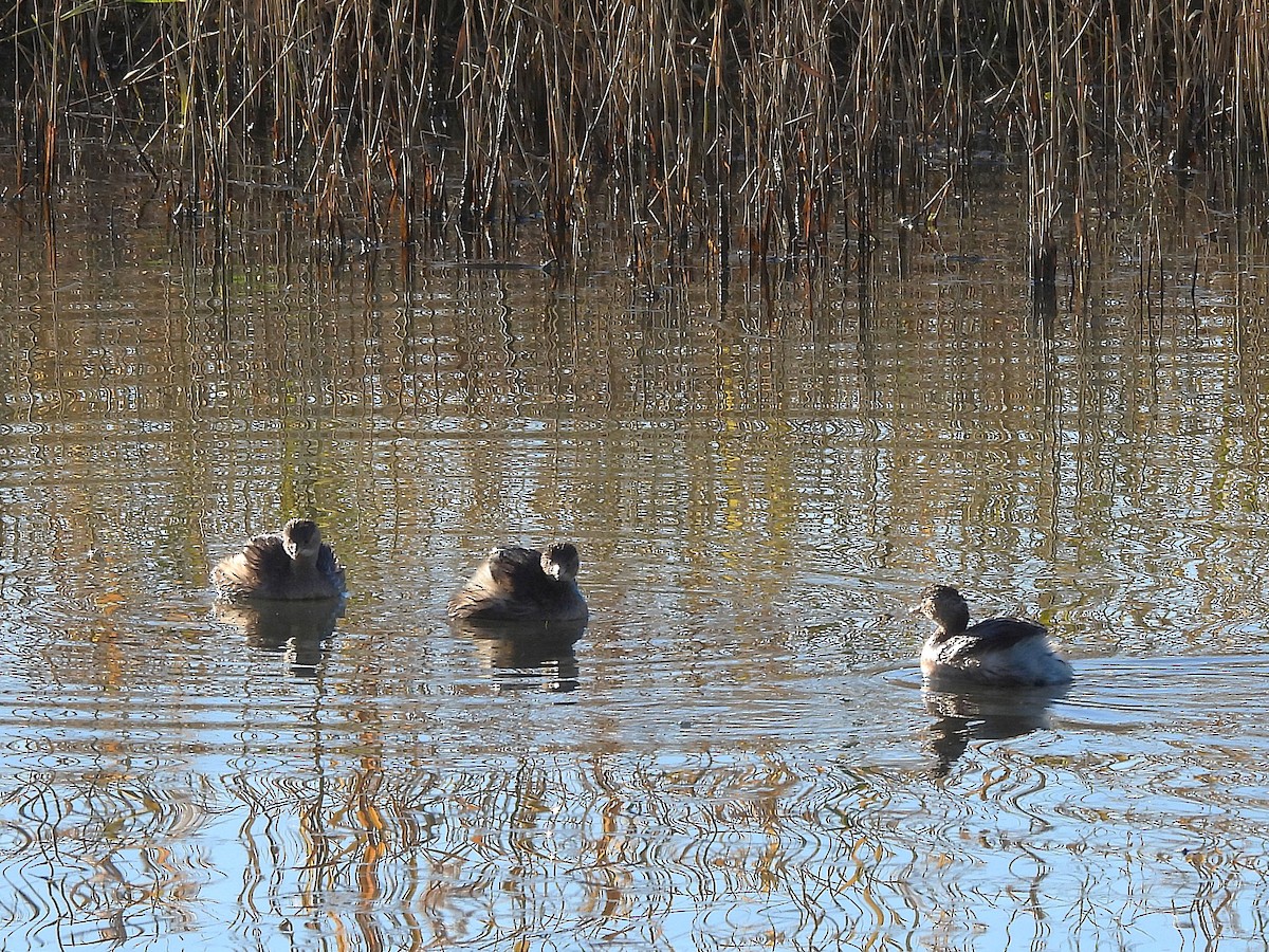 Küçük Batağan - ML646687388