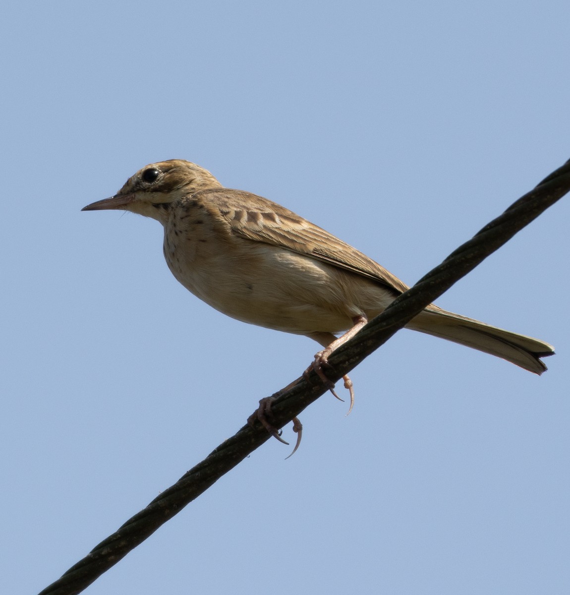 Çeltik İncirkuşu - ML646687389