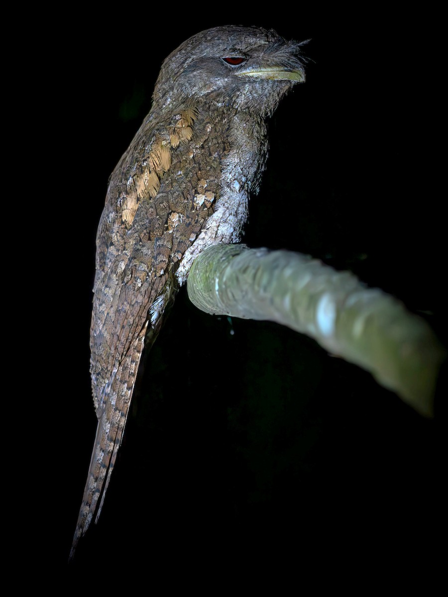 Papua Kocaağzı - ML646687390