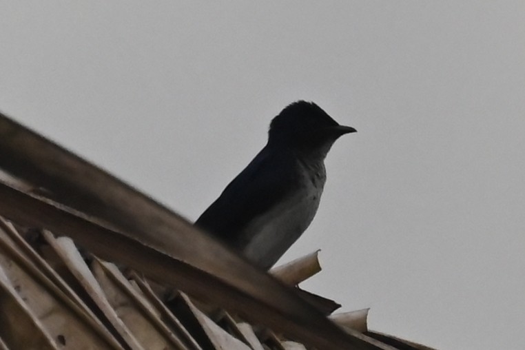 Gri Göğüslü Kırlangıç - ML646687391