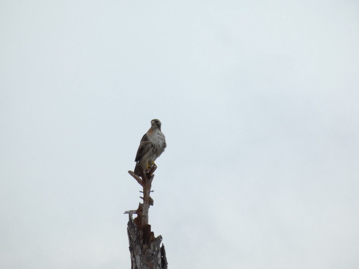 Kızıl Kuyruklu Şahin - ML646687392