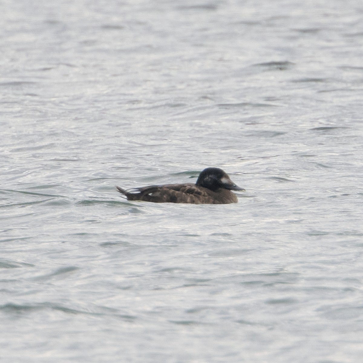 White-winged Scoter - ML646687394