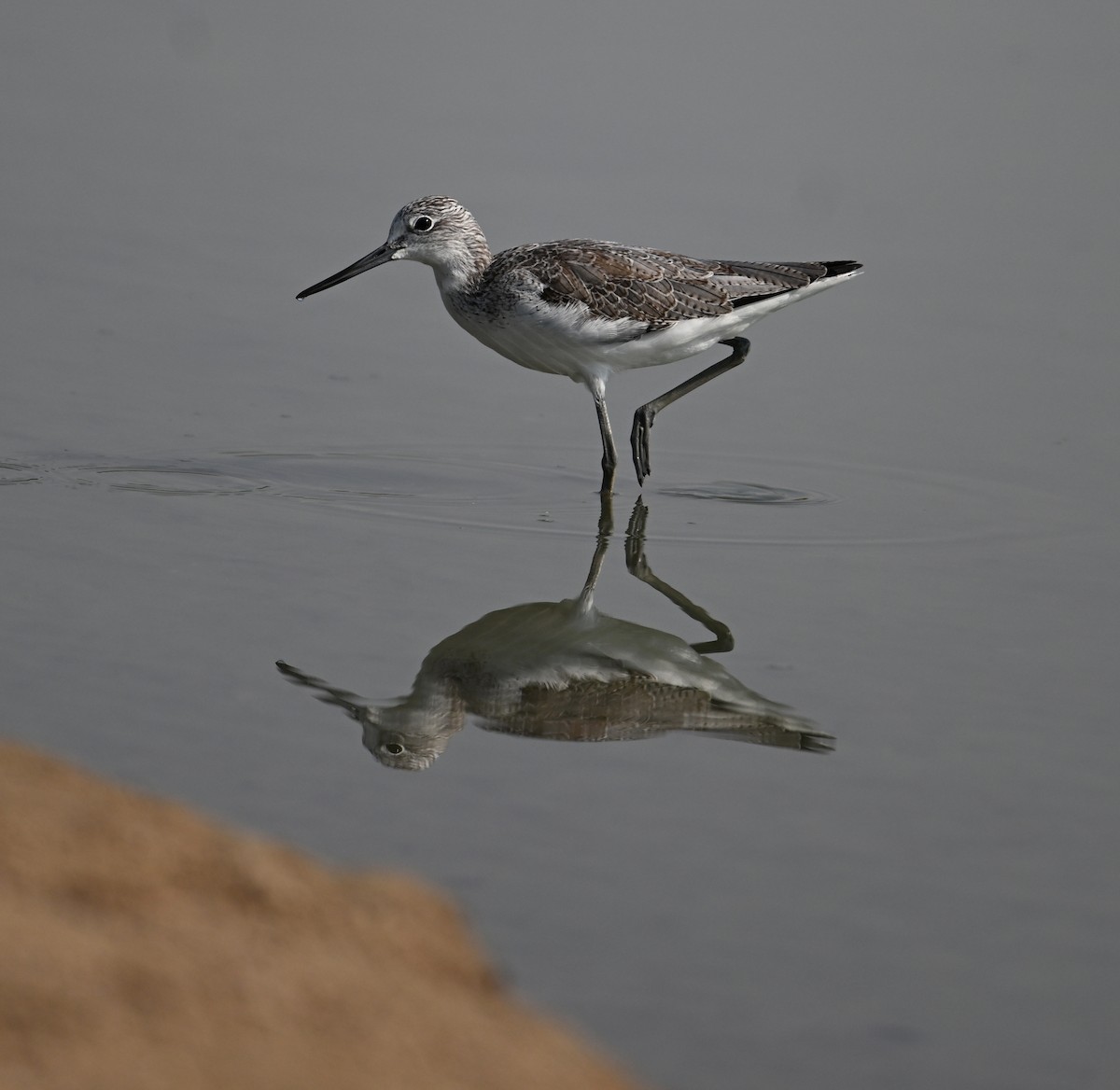 Yeşilbacak - ML646687395