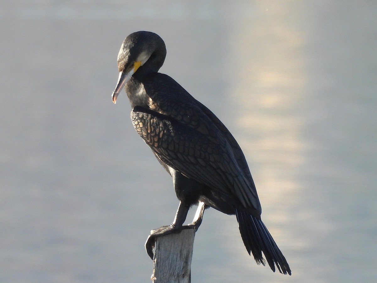 Karabatak - ML646687396