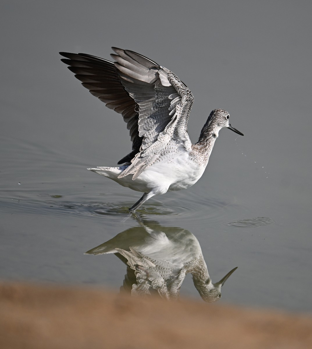 Yeşilbacak - ML646687397