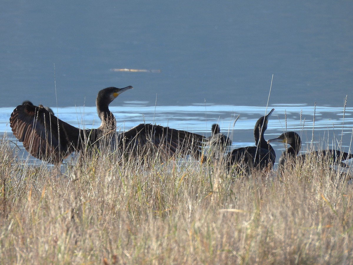 Karabatak - ML646687398