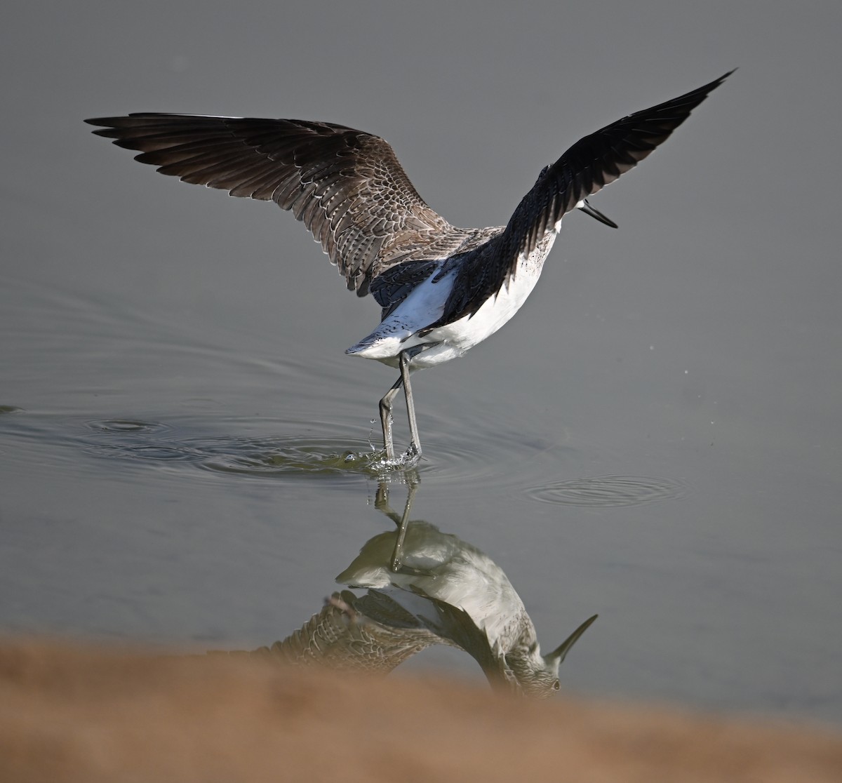 Yeşilbacak - ML646687399