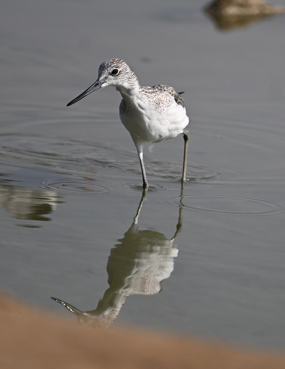 Yeşilbacak - ML646687400