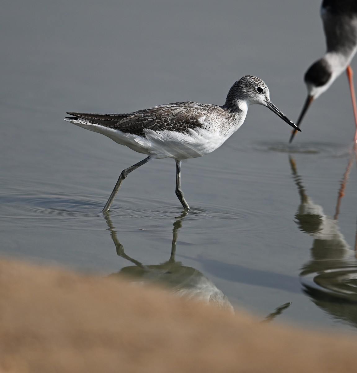 Yeşilbacak - ML646687401