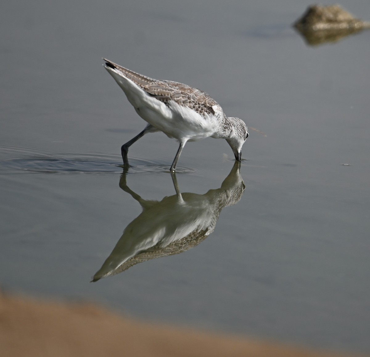 Yeşilbacak - ML646687402