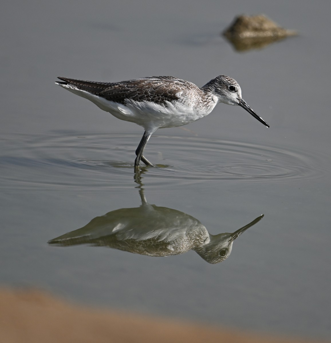 Yeşilbacak - ML646687403