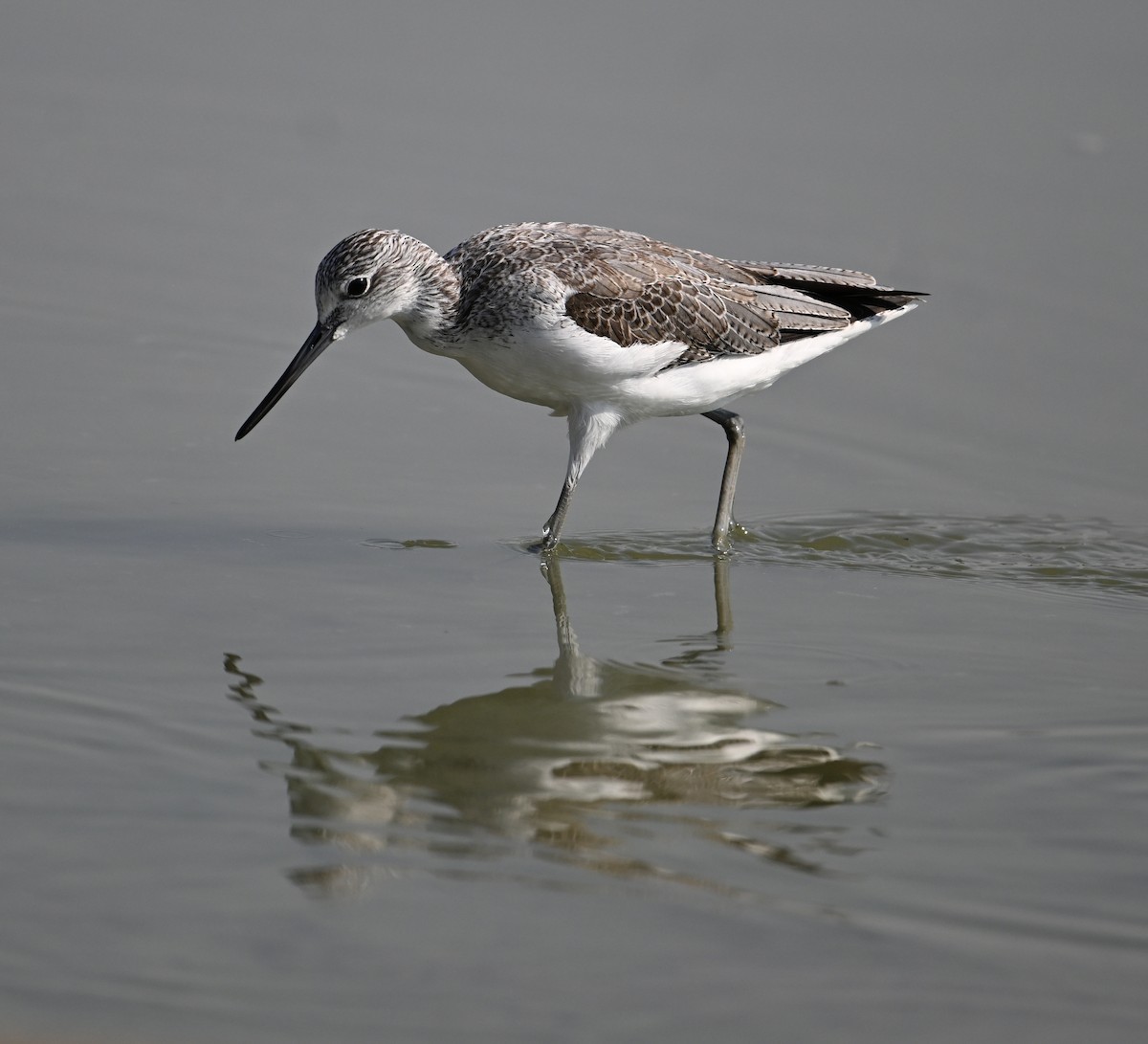 Yeşilbacak - ML646687404