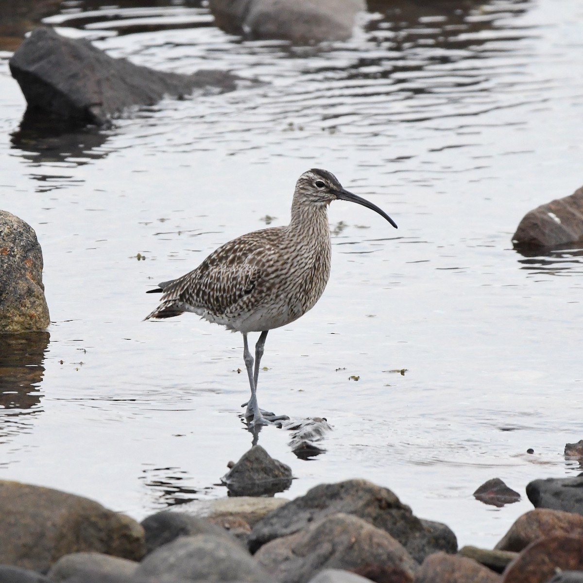 Sürmeli Kervançulluğu - ML646687410