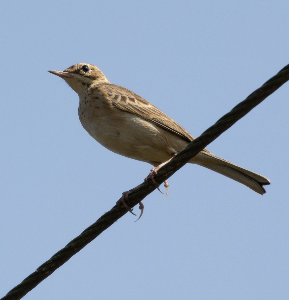 Çeltik İncirkuşu - ML646687411