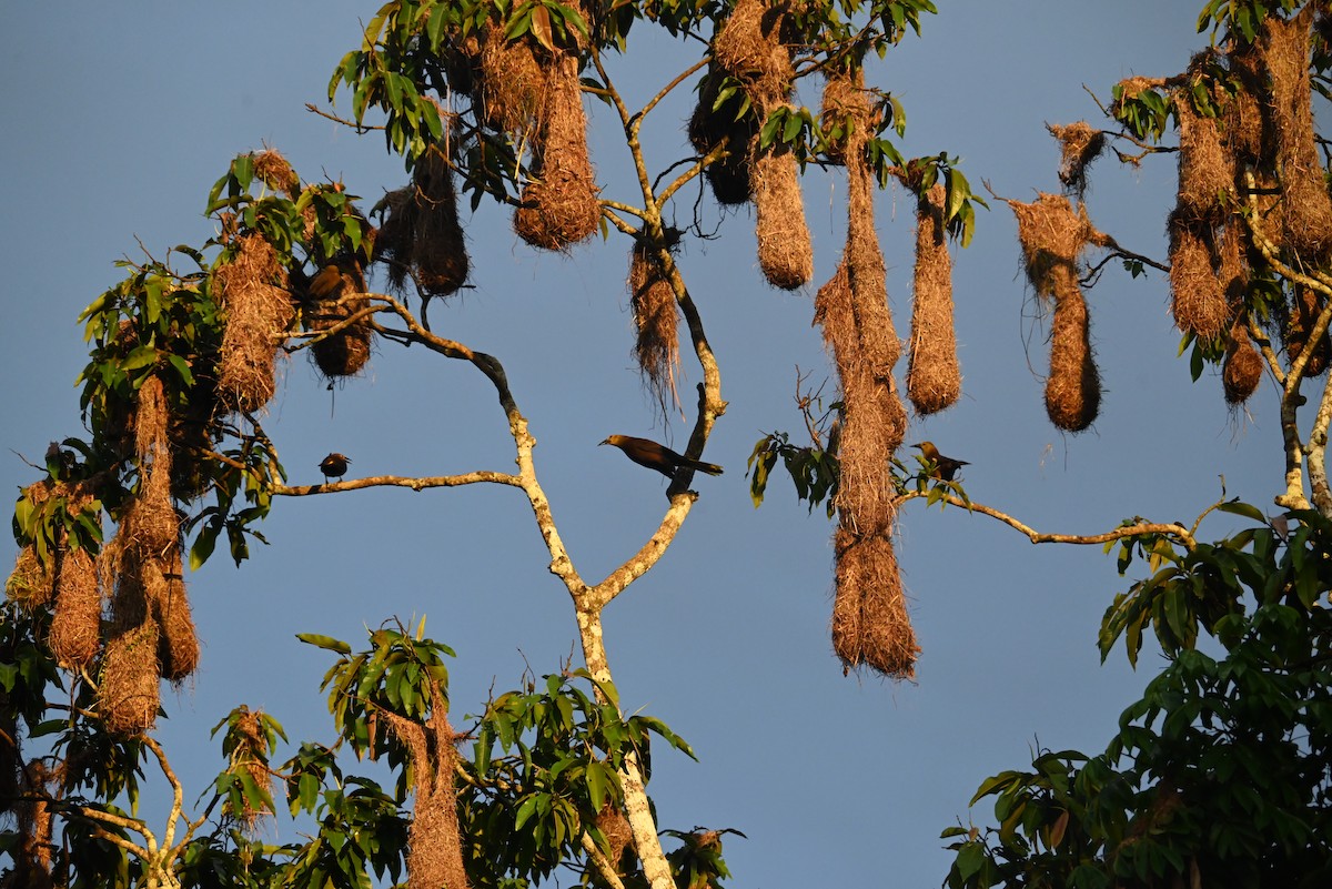 And Oropendulası - ML646687413