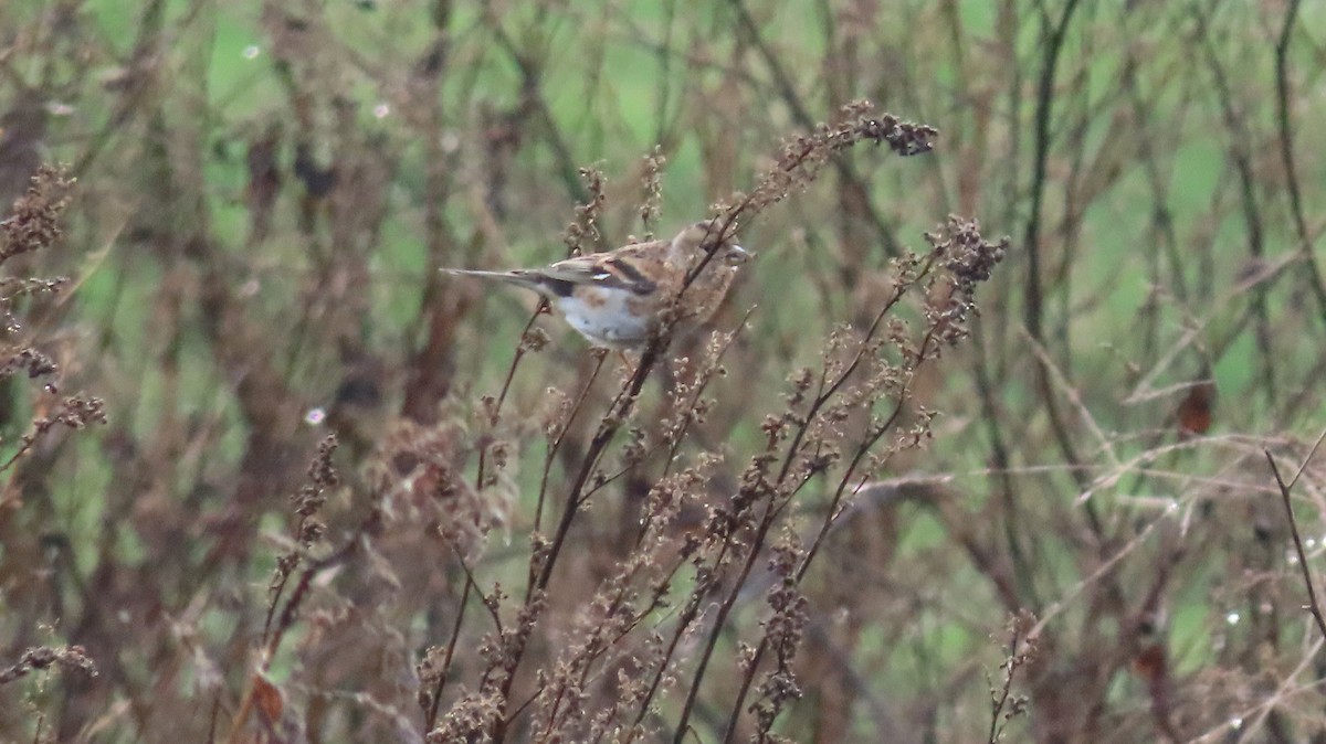 Bergfink - ML646687415