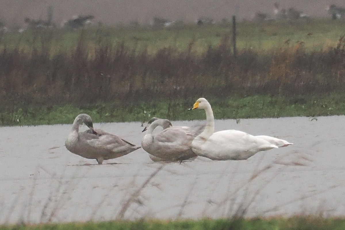 Ötücü Kuğu - ML646687416