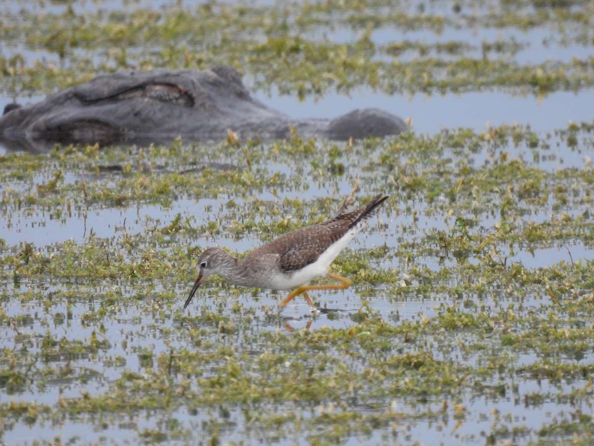 Küçük Sarıbacak - ML646687418