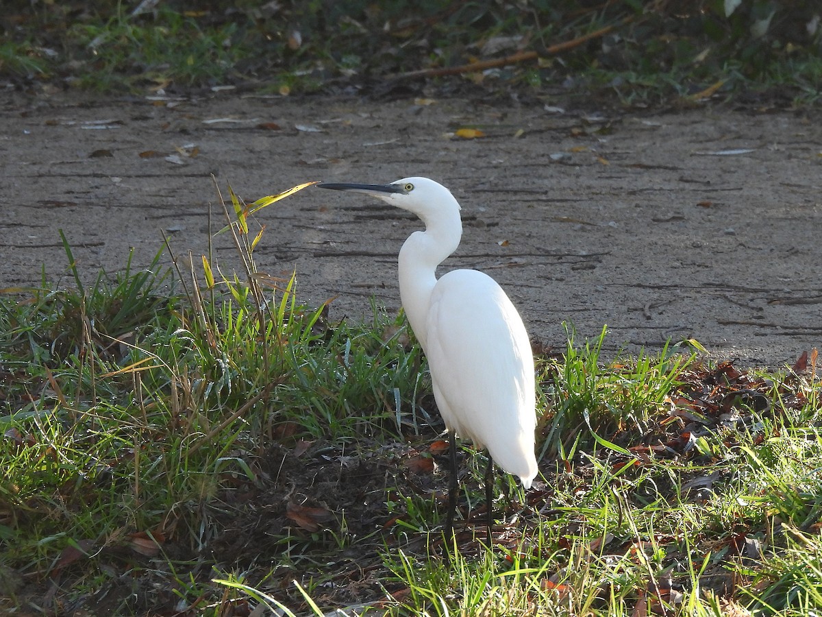 Küçük Ak Balıkçıl - ML646687419